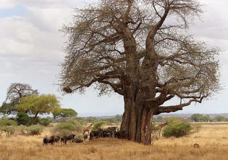 Baobab Tree in Tarangire National Park in Tanzania.  Photo by Sharlene Ramey-Cross.