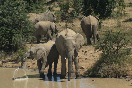 Elephants at a watering hole in Amboseli National Park.  Photo by Sharlene Ramey-Cross.