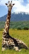 Giraffe relaxing by Mt. Kilimanjaro