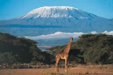 Giraffe and Mt. Kilimanjaro.  Photo by Sharlene Ramey-Cross