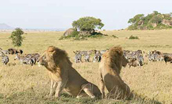 Serengeti lions