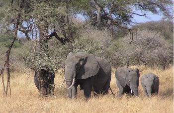 elephants image