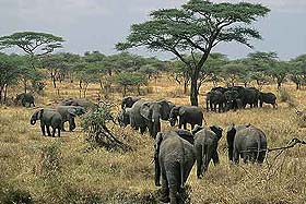 serengeti_elephant
