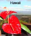 Hawaii Flower