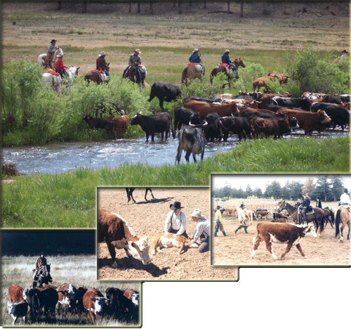 Cattle Drive